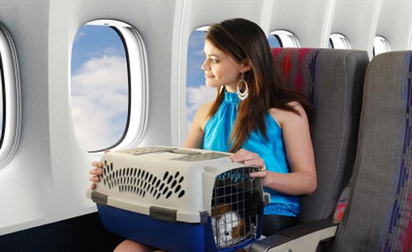 перевозка животных на борту самолета